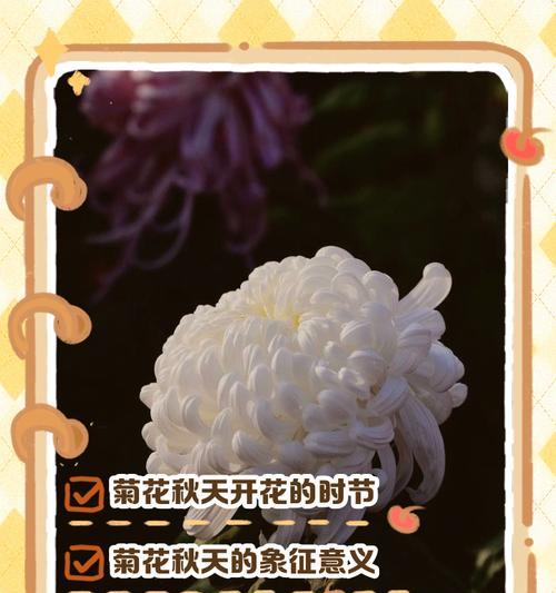 小菊花的种植技巧是什么？如何保持其连续开花？