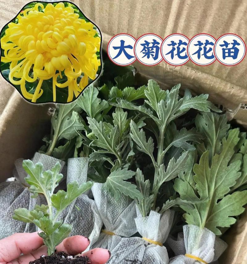 小菊花的种植技巧是什么？如何保持其连续开花？