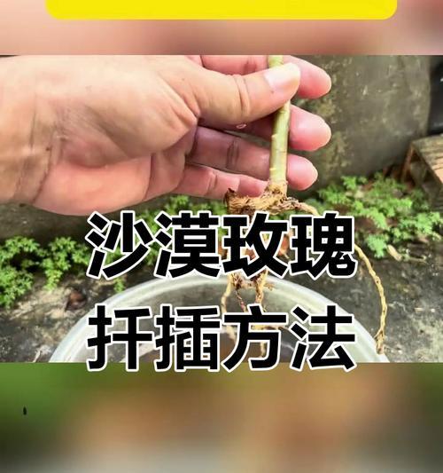 种玫瑰花的步骤和技巧是什么？