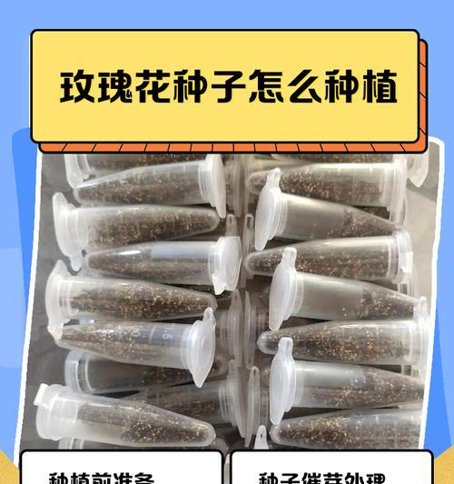 种玫瑰花的步骤和技巧是什么？