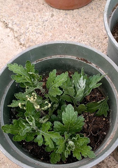 菊花扦插最佳季节？如何在秋季成功扦插菊花？