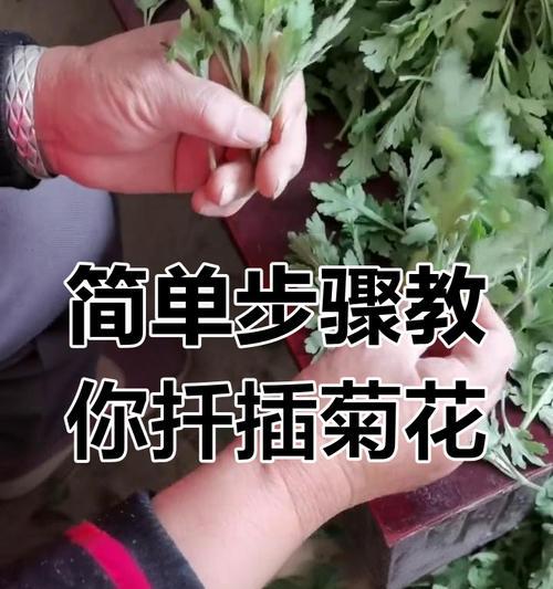 菊花扦插最佳季节？如何在秋季成功扦插菊花？