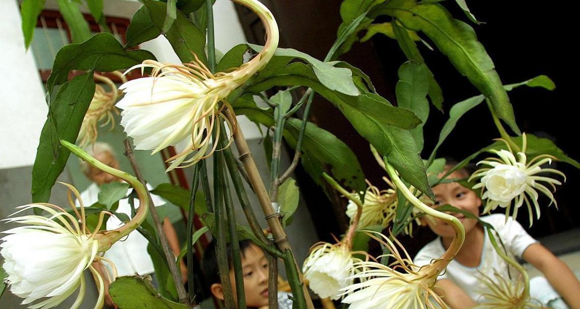 昙花养护和促开花的技巧是什么？