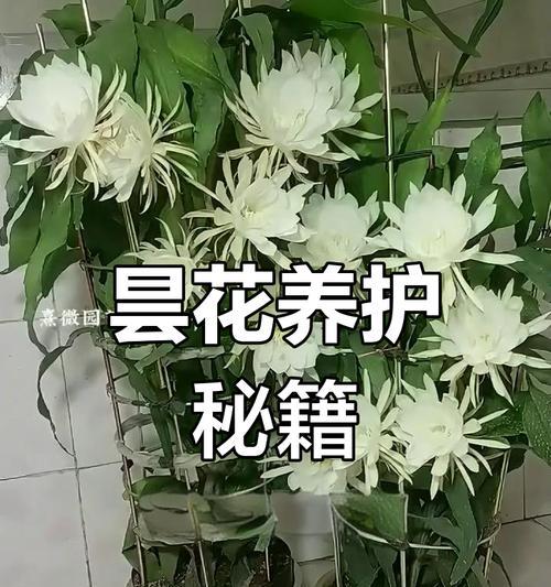 昙花养护和促开花的技巧是什么？