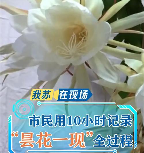 昙花养护和促开花的技巧是什么？