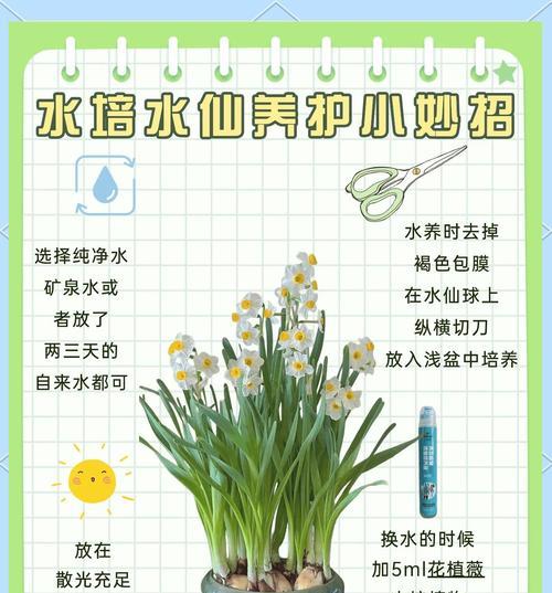 水仙花怎么养？养殖过程中应注意哪些问题？