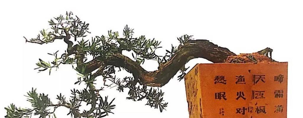 雀舌罗汉松修剪技巧有哪些？
