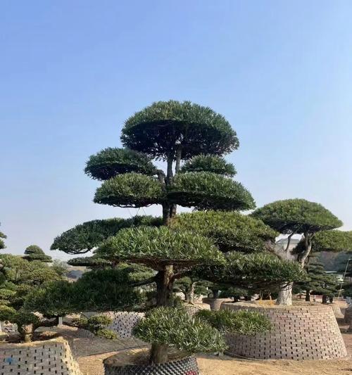 雀舌罗汉松修剪技巧有哪些？