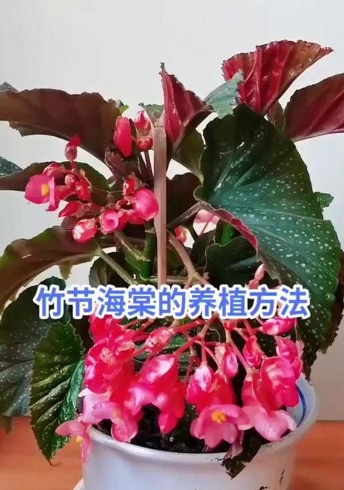 室内养花的养护技巧是什么？