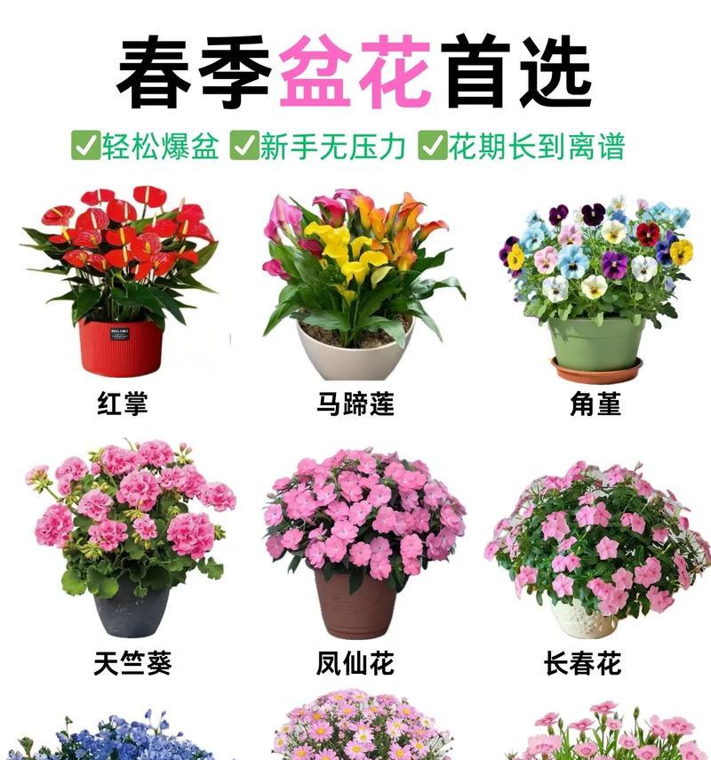 室内养花的养护技巧是什么？