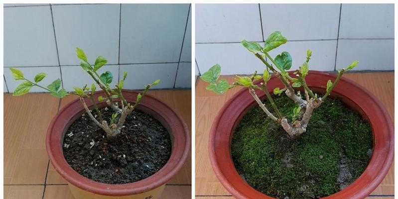 茉莉花修剪与施肥管理技巧？