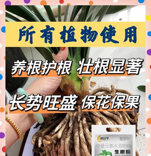 促进植物生根的技巧有哪些？