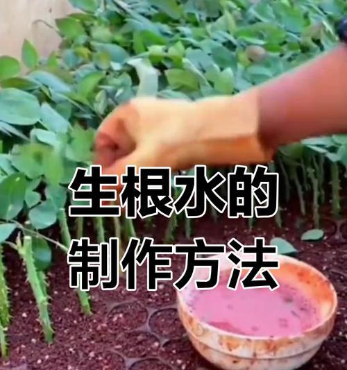 促进植物生根的技巧有哪些？