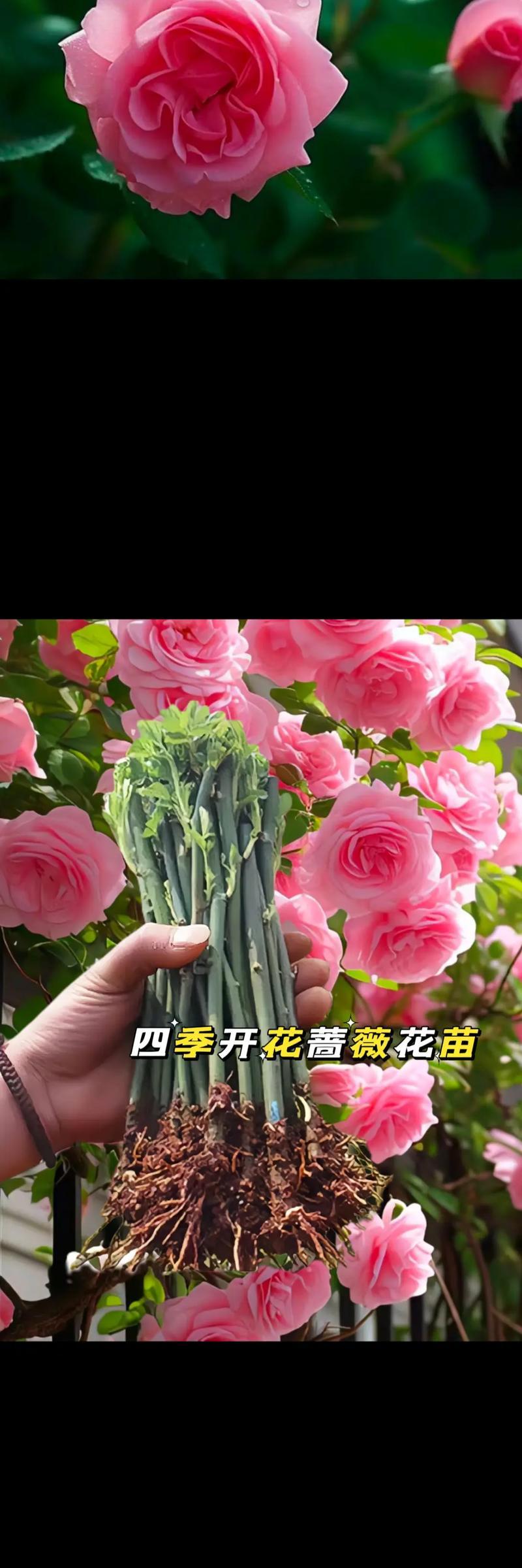 蔷薇花通常在哪个季节开放？如何照料以保持最佳状态？