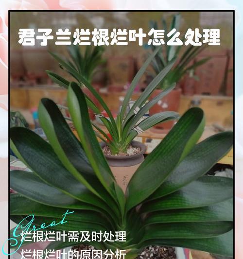 君子兰叶片发黄如何处理？君子兰病叶的正确处理方法是什么？