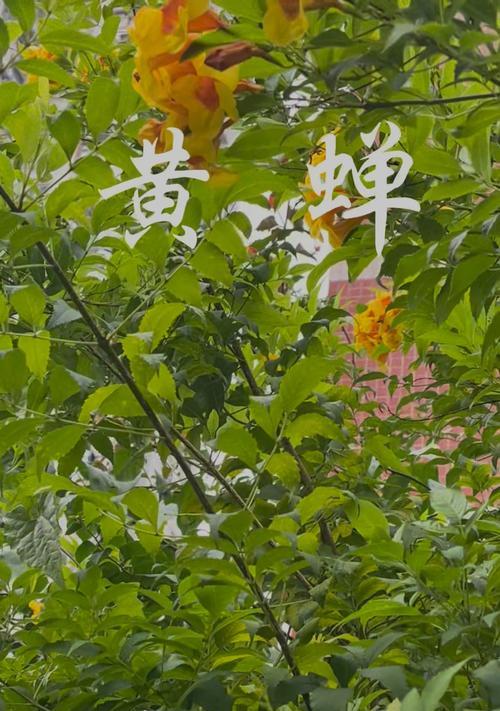 黄蝉的养殖要点有哪些？如何处理黄蝉的常见问题？