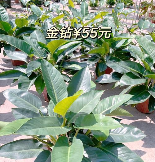 金钻植物冬季养护技巧有哪些？怎样过冬更安全？