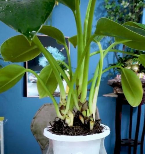 金钻植物冬季养护技巧有哪些？怎样过冬更安全？