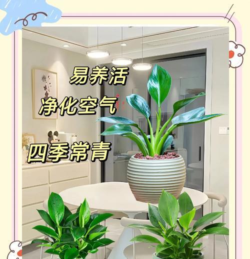 金钻植物冬季养护技巧有哪些？怎样过冬更安全？