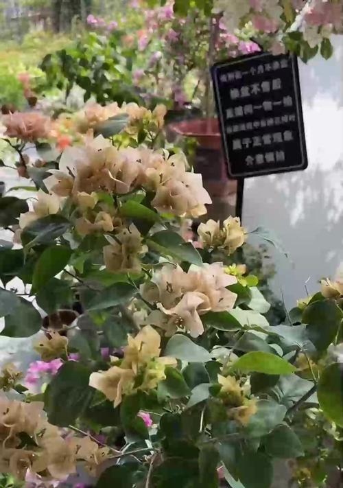 怎么养花草？初学者应该注意哪些问题？