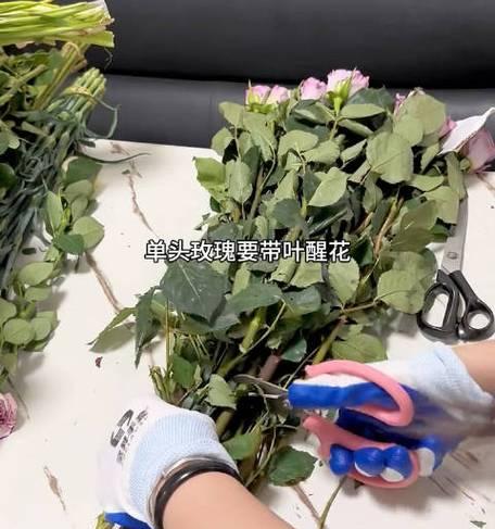 怎么养花草？初学者应该注意哪些问题？