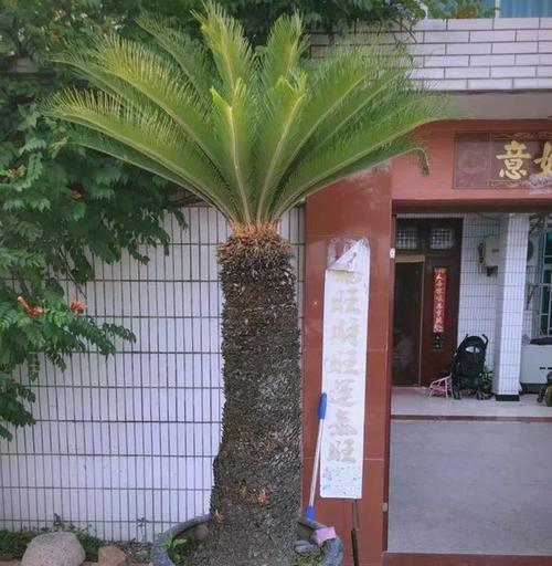 铁树哪些人不宜养？铁树养护需要注意什么？