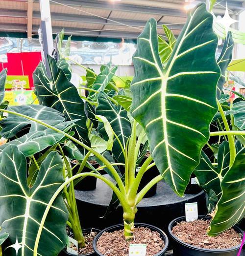 天鹅绒植物的养护要点是什么？
