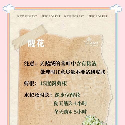 天鹅绒植物的养护要点是什么？