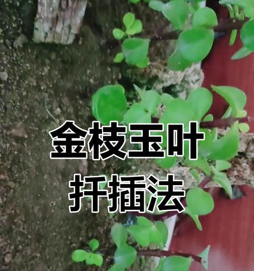 金枝玉叶扦插技巧？怎样快速生根？