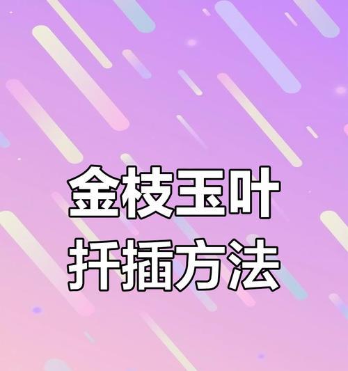 金枝玉叶扦插技巧？怎样快速生根？