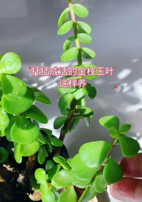金枝玉叶扦插技巧？怎样快速生根？