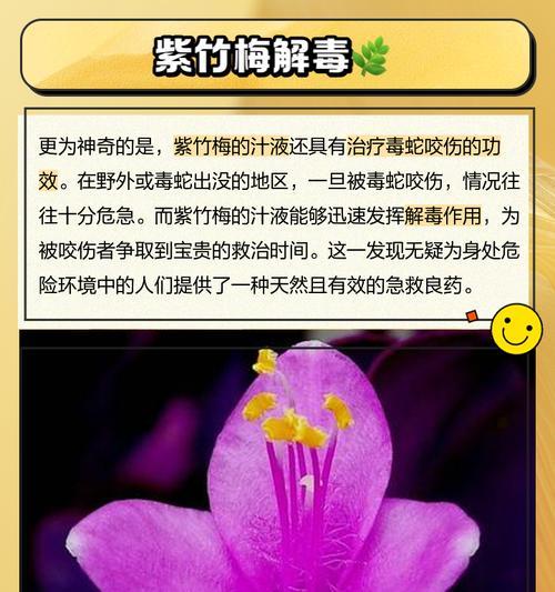 紫竹梅的养护技巧是什么？