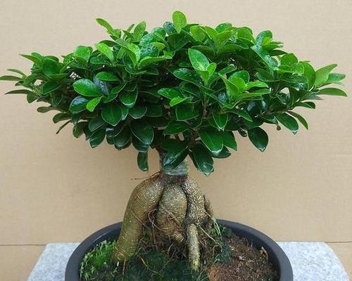 哪些花卉适合做盆景？盆景花卉的选择和养护技巧是什么？