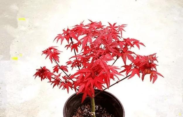 哪些花卉适合做盆景？盆景花卉的选择和养护技巧是什么？