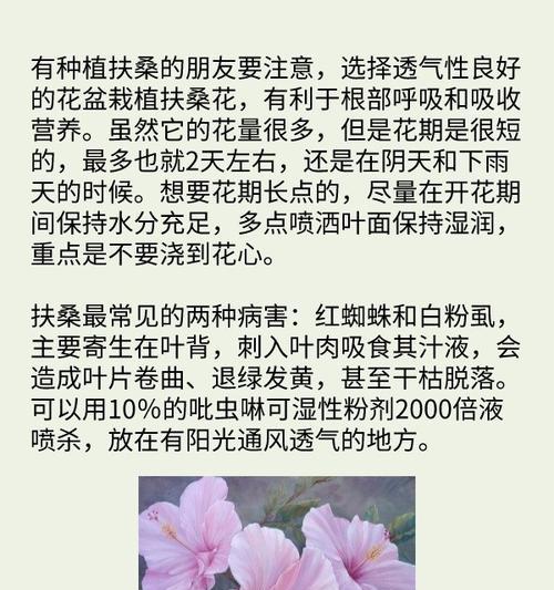 扶桑花的种植技巧是什么？如何让扶桑花开得更艳丽？