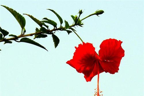 扶桑花的种植技巧是什么？如何让扶桑花开得更艳丽？