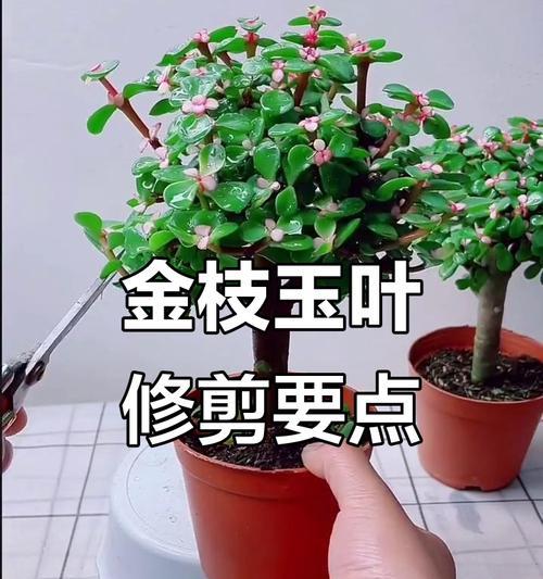 金枝玉叶的修剪造型技巧是什么？