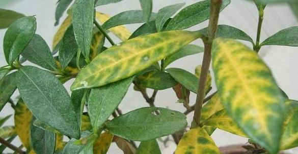 植物叶子发黄是什么原因造成的？