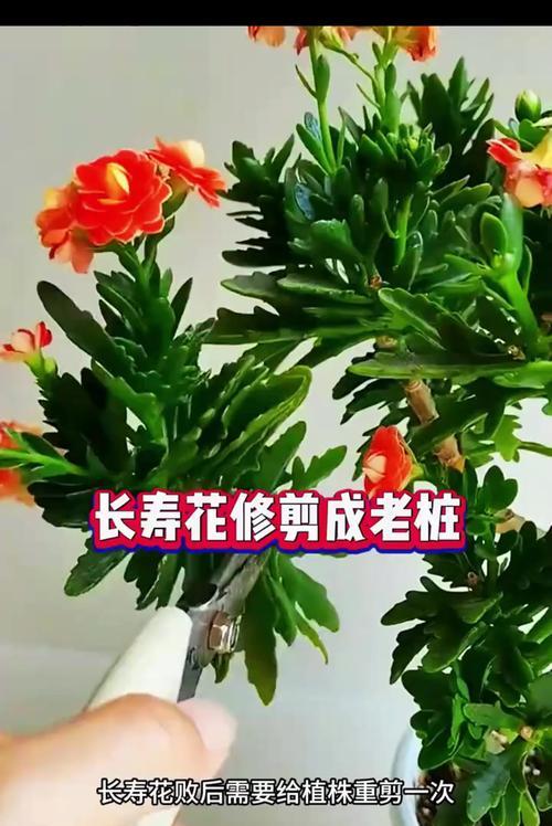 老来少花的养殖方法是什么？
