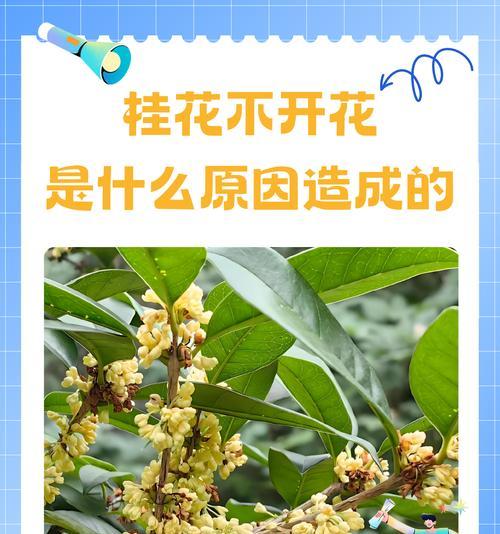 桂花花风干的正确方法是什么？