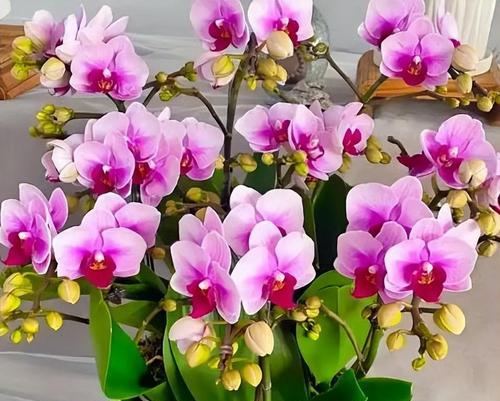 北方家庭适合养哪些花？蝴蝶兰品种选择指南？