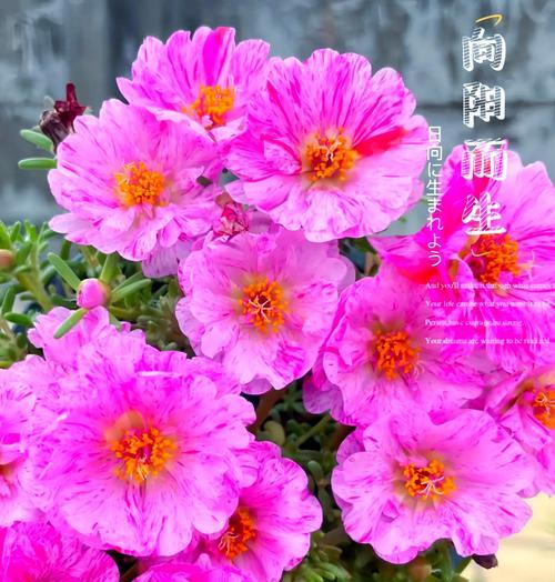 蝶花指的是哪种花？它的花语和象征意义是什么？