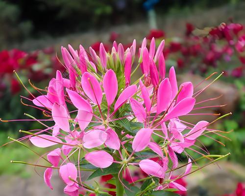 蝶花指的是哪种花？它的花语和象征意义是什么？