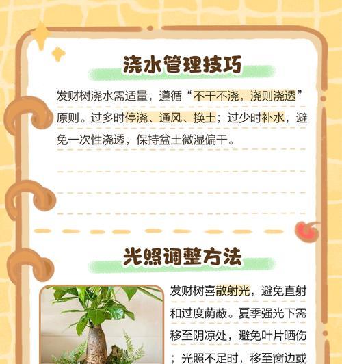 发财树无根的原因及解决方法是什么？