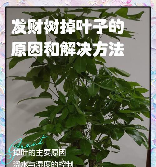 发财树无根的原因及解决方法是什么？
