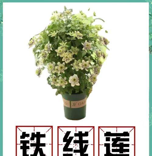 铁线莲换盆的最佳时机和方法？