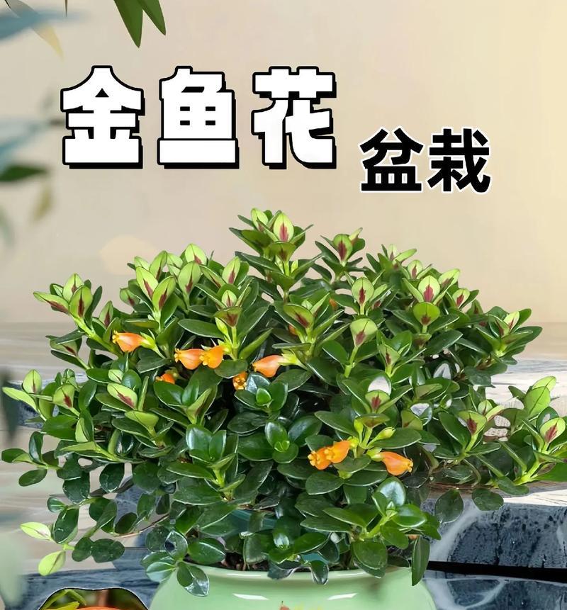 金鱼花修剪的最佳时间和技巧是什么？