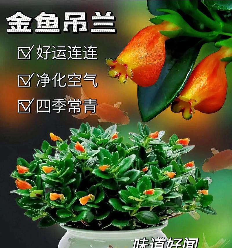 金鱼花修剪的最佳时间和技巧是什么？