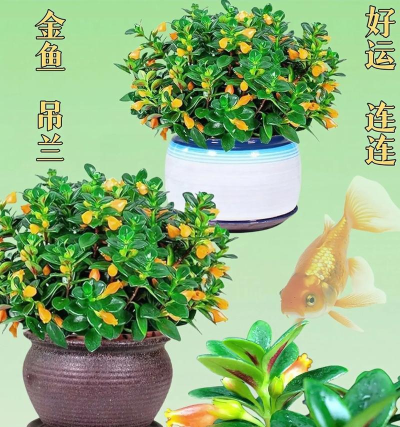 金鱼花修剪的最佳时间和技巧是什么？