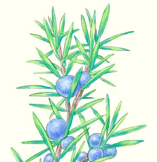 雪松的植物学特征是什么？